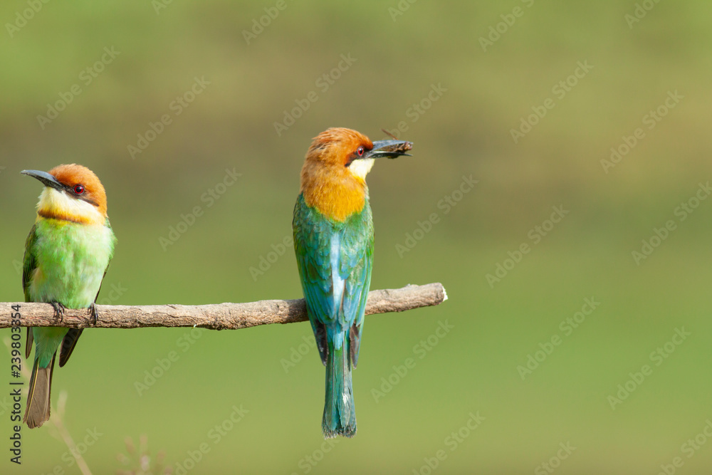 Fototapeta premium chestnut-headed bee-eater. Merops leschenaulti, or bay-headed bee-eater, is a near passerine bird in the bee-eater family Meropidae. It is a resident breeder in Indian subcontinent &adjoining regiion