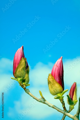 Magnolia denudata in the sky photo