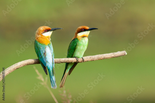 chestnut-headed bee-eater. Merops leschenaulti, or bay-headed bee-eater, is a near passerine bird in the bee-eater family Meropidae. It is a resident breeder in  Indian subcontinent &adjoining regiion