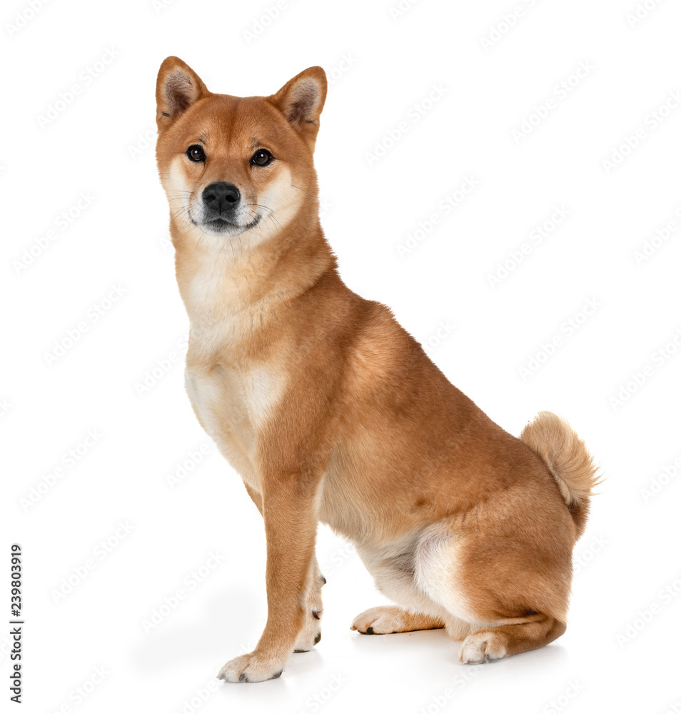 shiba inu in studio