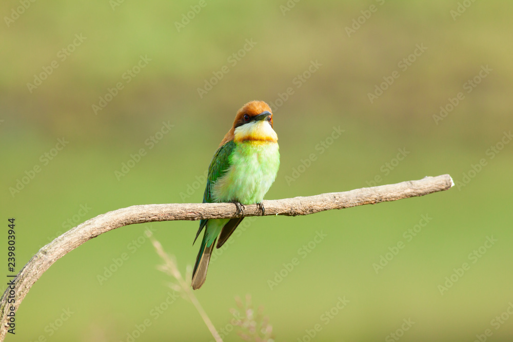chestnut-headed bee-eater. Merops leschenaulti, or bay-headed bee-eater, is a near passerine bird in the bee-eater family Meropidae. It is a resident breeder in Indian subcontinent &adjoining regiion chestnut-headed bee-eater. Merops leschenaulti, or bay-headed bee-eater, is a near passerine bird in the bee-eater family Meropidae. It is a resident breeder in Indian subcontinent &adjoining regiion