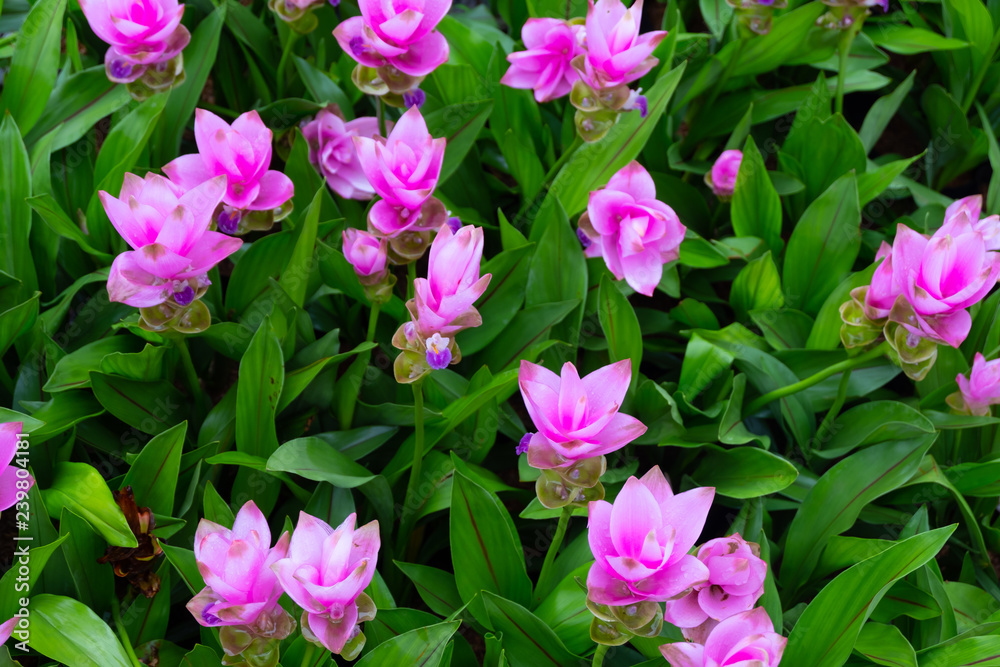 Pink Siam Tulip or Krachai flower field blooming background at Thailand