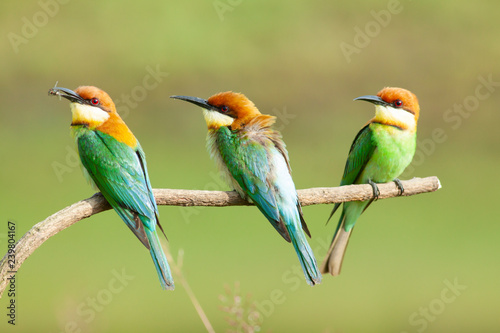 chestnut-headed bee-eater. Merops leschenaulti, or bay-headed bee-eater, is a near passerine bird in the bee-eater family Meropidae. It is a resident breeder in Indian subcontinent &adjoining regiion