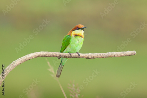 chestnut-headed bee-eater. Merops leschenaulti, or bay-headed bee-eater, is a near passerine bird in the bee-eater family Meropidae. It is a resident breeder in  Indian subcontinent &adjoining regiion photo