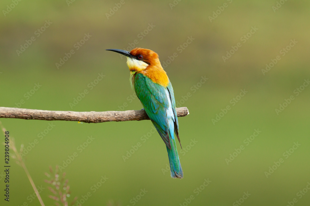 Obraz premium chestnut-headed bee-eater. Merops leschenaulti, or bay-headed bee-eater, is a near passerine bird in the bee-eater family Meropidae. It is a resident breeder in Indian subcontinent &adjoining regiion
