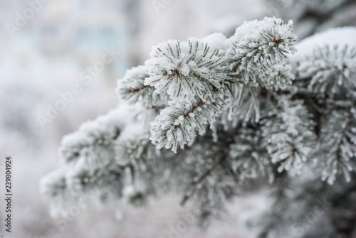 spruce tree snow winter © Наталья Перегонцева