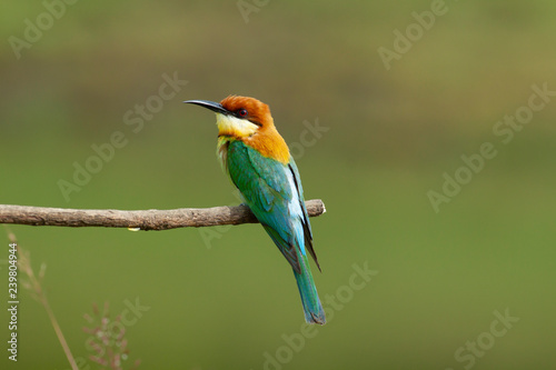 chestnut-headed bee-eater. Merops leschenaulti, or bay-headed bee-eater, is a near passerine bird in the bee-eater family Meropidae. It is a resident breeder in Indian subcontinent &adjoining regiion