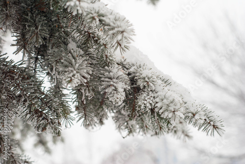 spruce tree snow winter green
