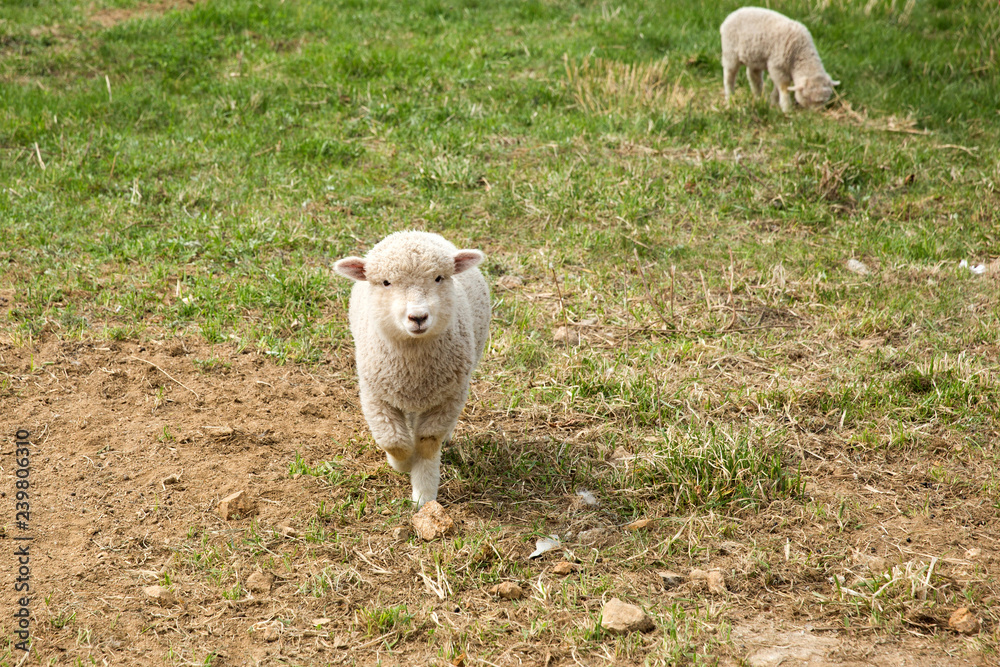 Naklejka premium It is a sheep farm in Gangwon Province, Korea.