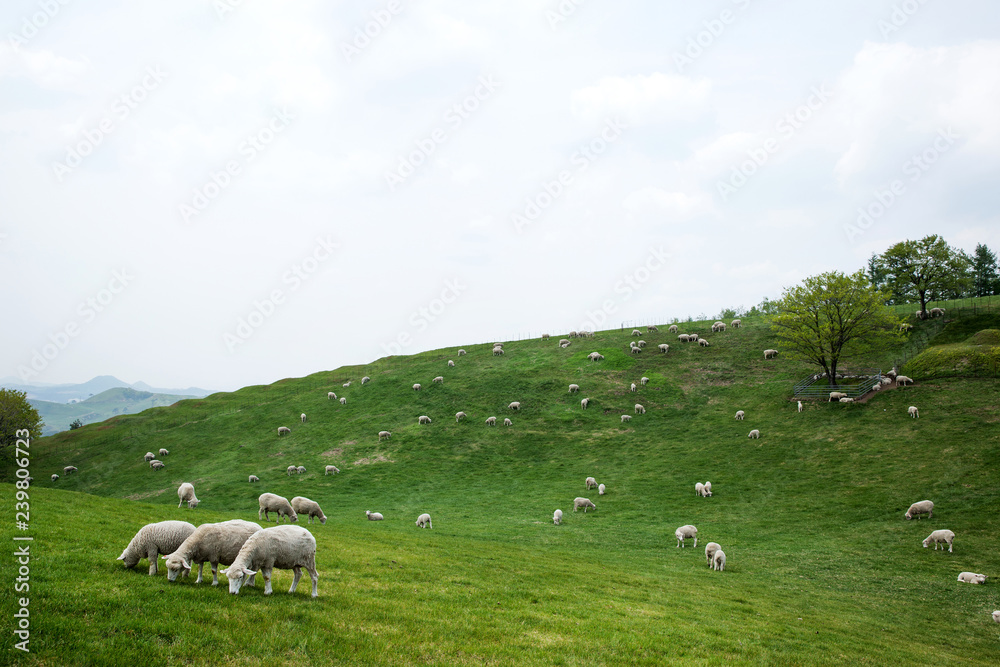 It is a sheep farm in Gangwon Province, Korea.