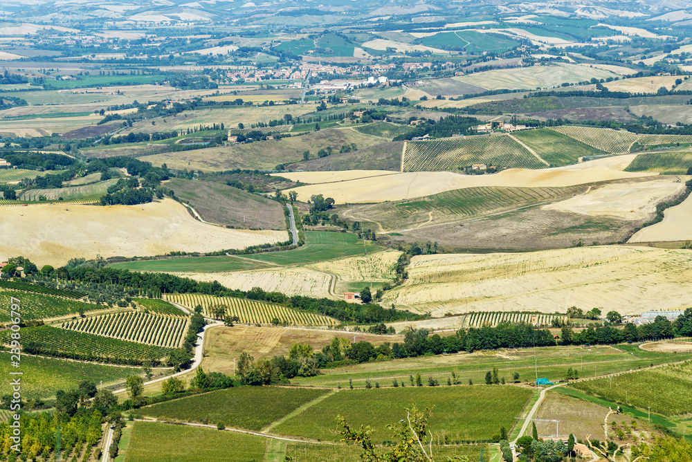 View of vineyard and green field. Montalcino countryside, Tuscany, Italy