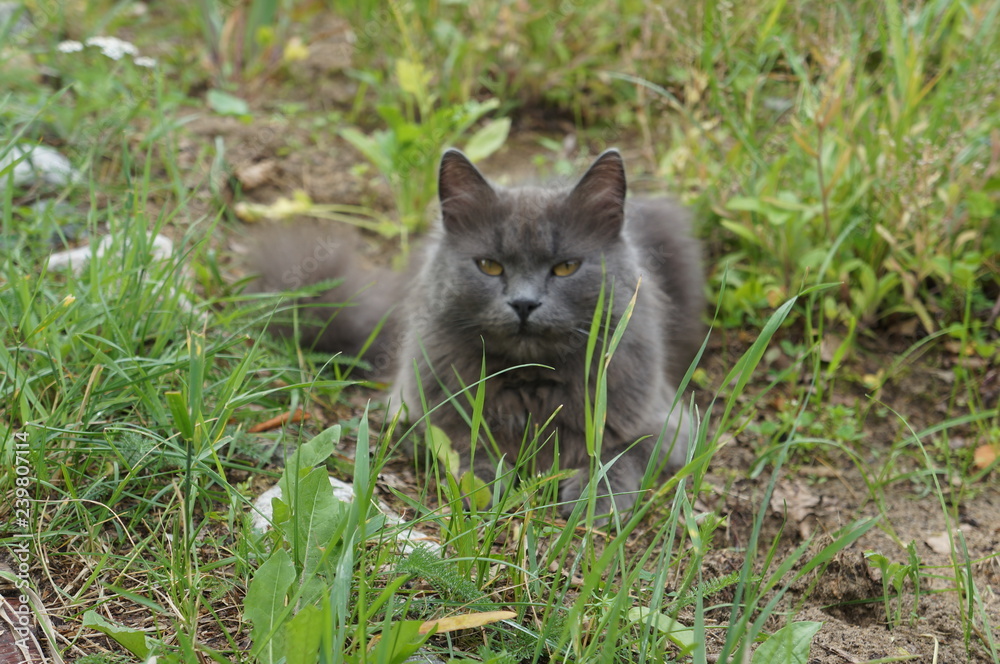 Кошка. Кошка.