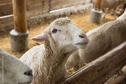 It is a sheep farm in Gangwon Province, Korea. © photo_HYANG