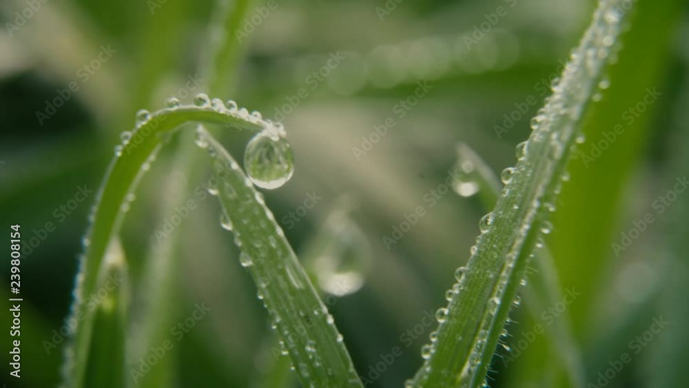 Water drops on the green grass. Macro shot Water drops on the green grass. Macro shot