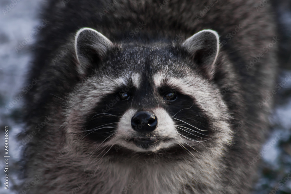 large fat snout raccoon in the front, close-up