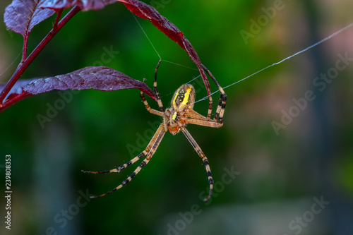 Spider on a spider web- Stock Image 
