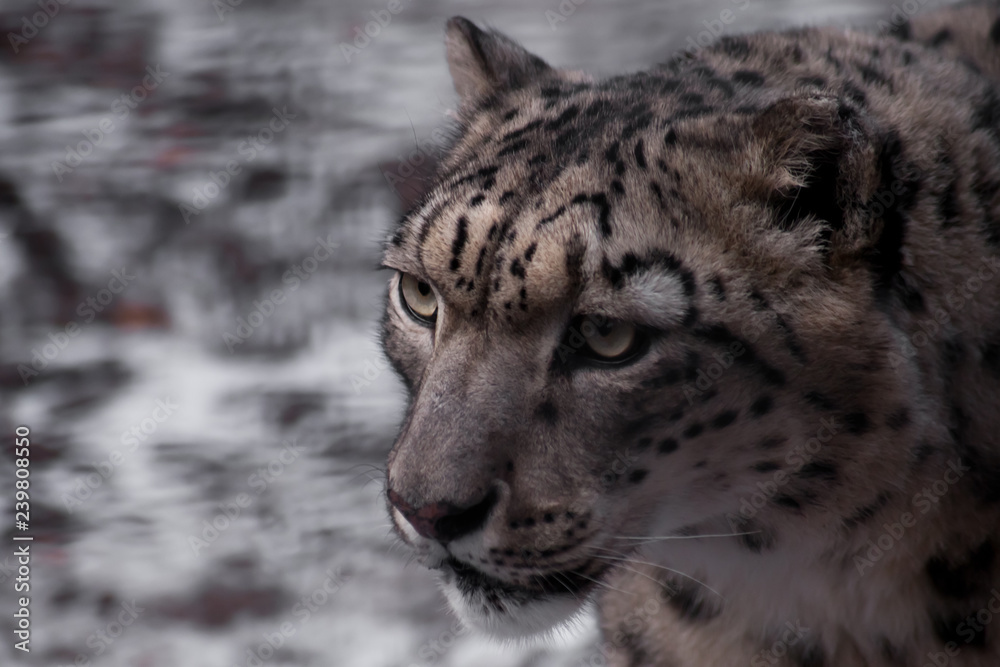 Naklejka premium Strict face of the snow leopard, close-up