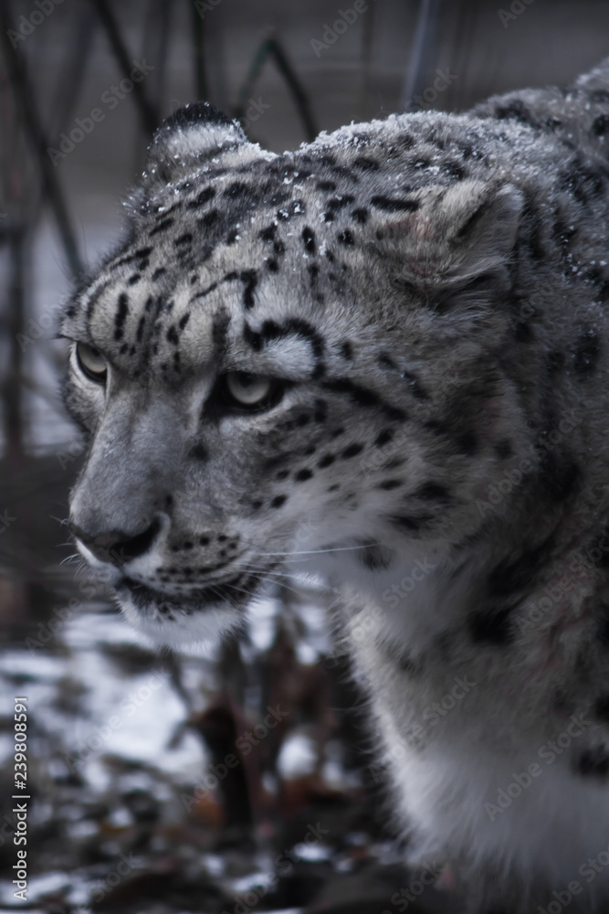 Fototapeta premium Strict face of the snow leopard, close-up