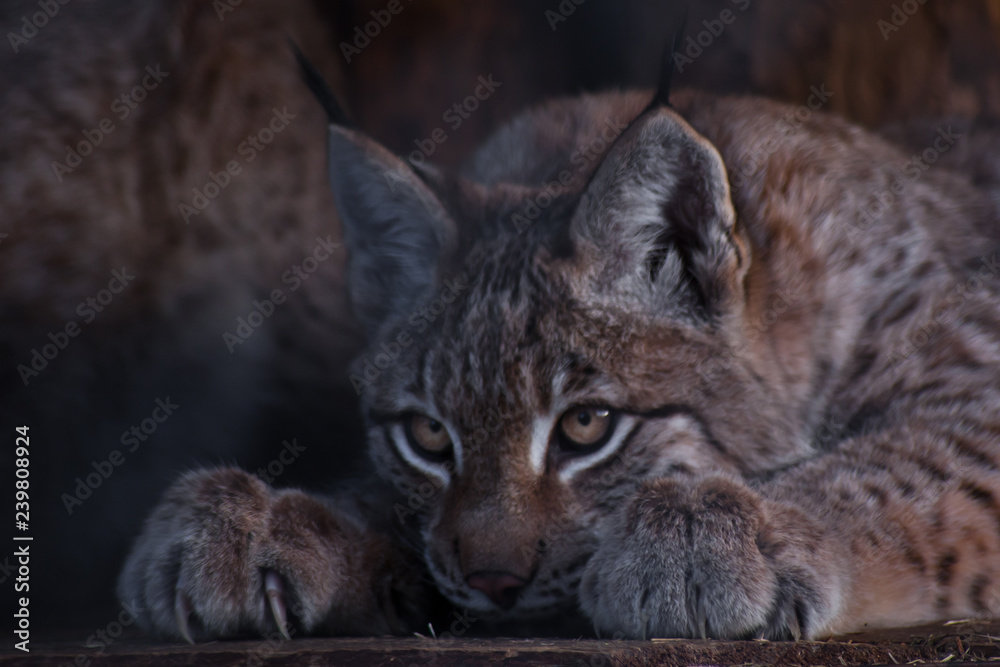 Lynx lurking in ambush close-up, tense posture, legs with sharp claws Lynx lurking in ambush close-up, tense posture, legs with sharp claws