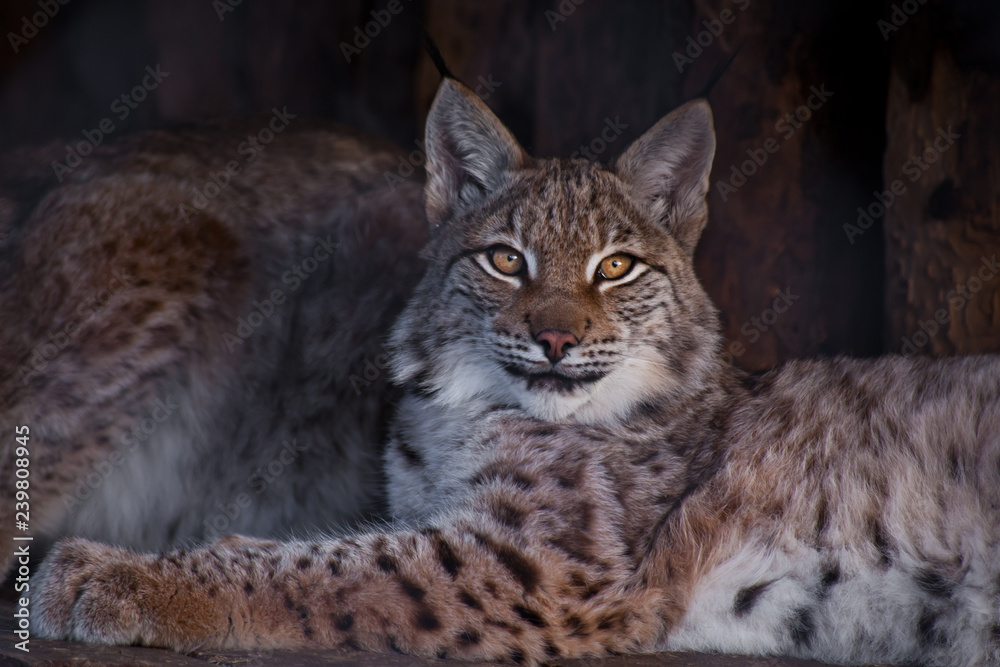 The lynx imposingly lies and looks with its clear eyes forward; the paw is extended The lynx imposingly lies and looks with its clear eyes forward; the paw is extended