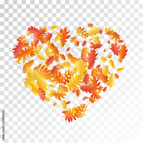 Oak, maple, wild ash rowan leaves vector, autumn foliage on transparent background.