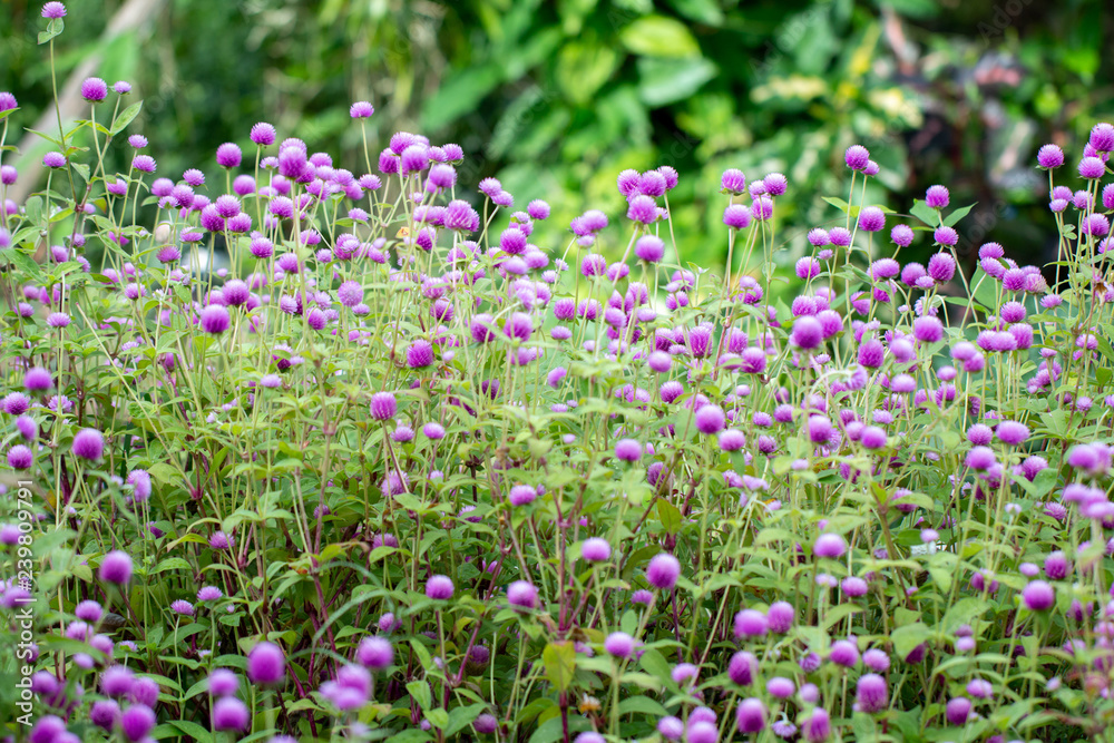 globe amaranth flowers with green natural background globe amaranth flowers with green natural background