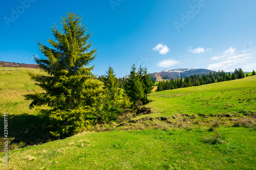spruce trees on grassy meadow. mountain ridge with snowy tops in the distance. wonderful sunny springtime day.