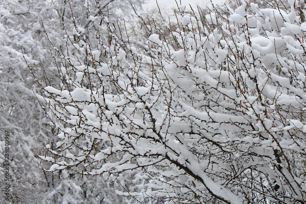 snow-covered trees snow-covered trees