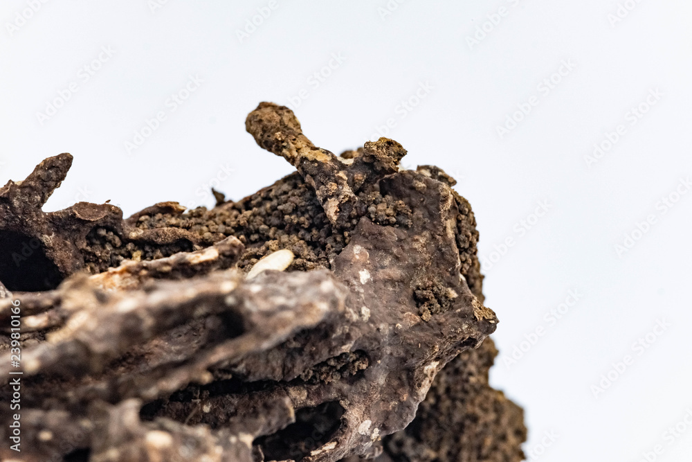 Close up Termite and texture and structure the termite nests in ...