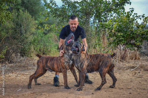 Couple of brindle Boerboel dogs sing to their breeder