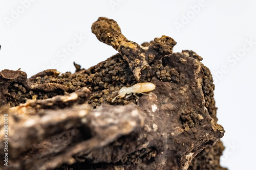 Close up Termite and texture and structure the termite nests in decaying trunk of the old falling tree Termite in Termite mound, Termite nest, home of Termite on white background