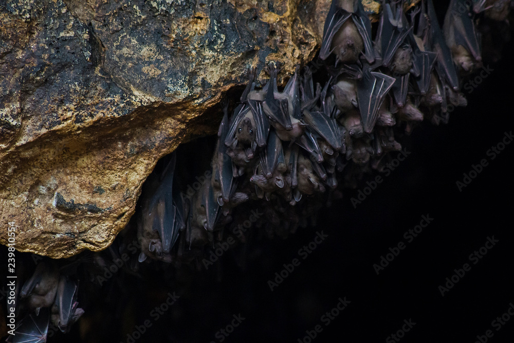 Many bats in cave Pura Goa Lawah Temple in Bali, selective focus Many bats in cave Pura Goa Lawah Temple in Bali, selective focus