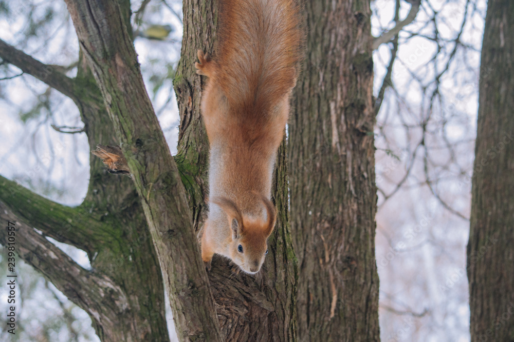 Obraz premium Squirrel on the tree branch. Sitting on the branch and eats nuts. Close up portrait young squirrel. Small squirrel in the winter park.