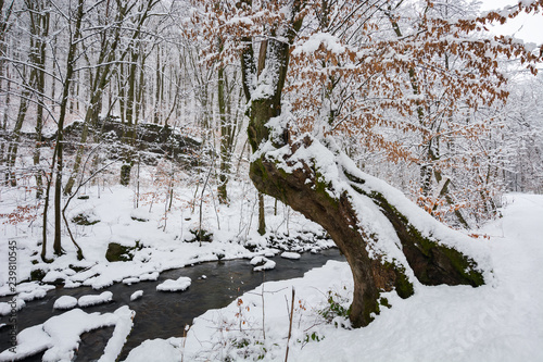 tree by the creek in winter forest. weathered foliage along the snow covered shore. beautiful nature scenery