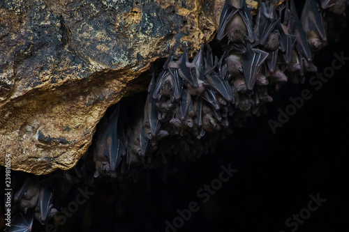 Many bats in cave Pura Goa Lawah Temple in Bali, selective focus