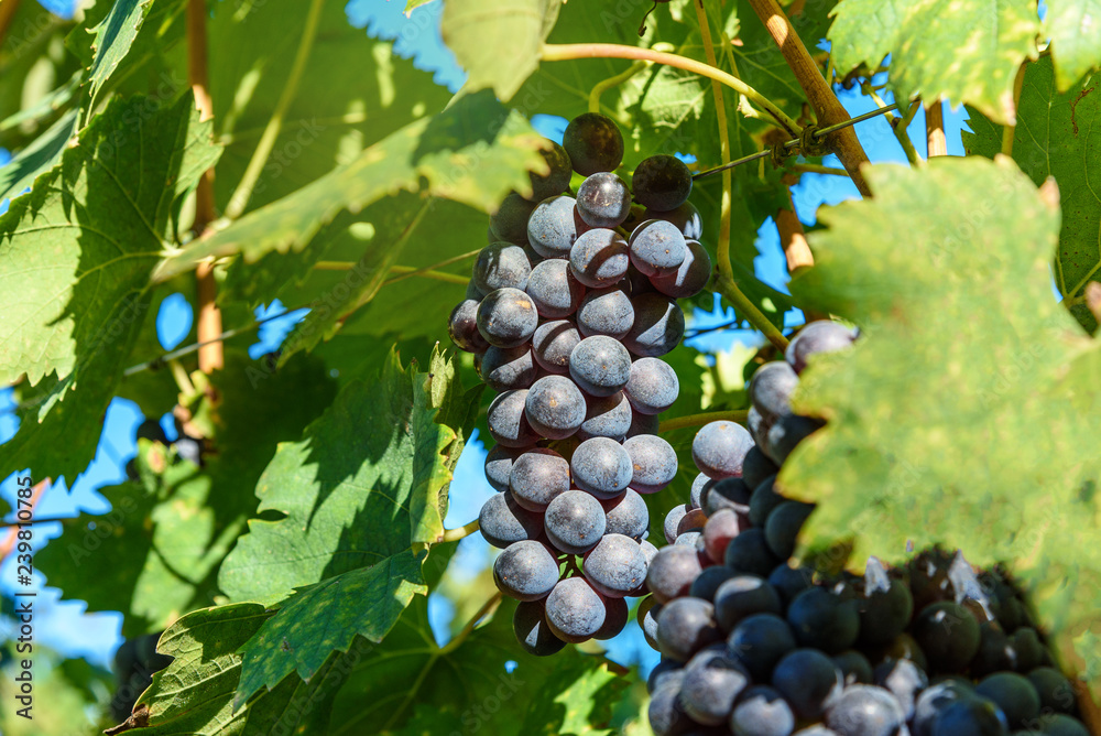 Grape harvest of Vineyard in Chianti region. Tuscany. Italy