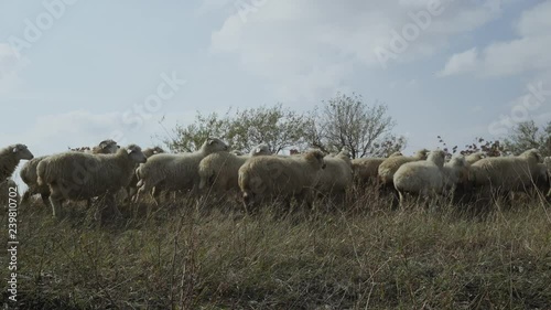 a flock of sheep crosses the road in the mountains