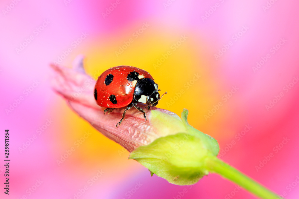 lady beetle eat aphids on the flowers lady beetle eat aphids on the flowers