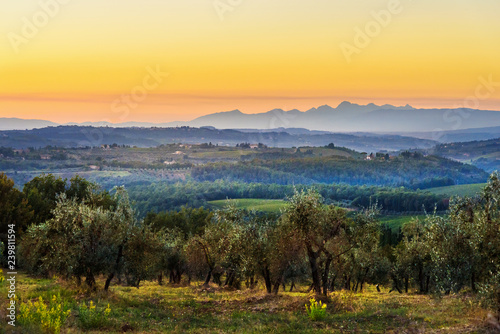 Fototapeta Naklejka Na Ścianę i Meble -  Countryside landscape, Vineyard in Chianti region at sunset. Tuscany. Italy.