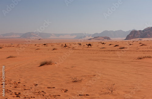 Wild camels in desert. Wadi Rum  Jordan. Camels walking in the desert