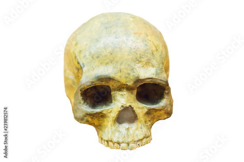 Four skull in a raw showing humans evolution. Human evolution is the evolutionary process that led to the emergence of anatomically modern humans. isolated on white