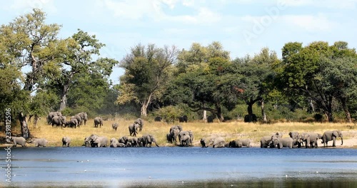 herd of African elephant with babies, Loxodonta going to waterhole in Bwabwata, Caprivi strip game park, Namibia, Africa safari wildlife and wilderness photo