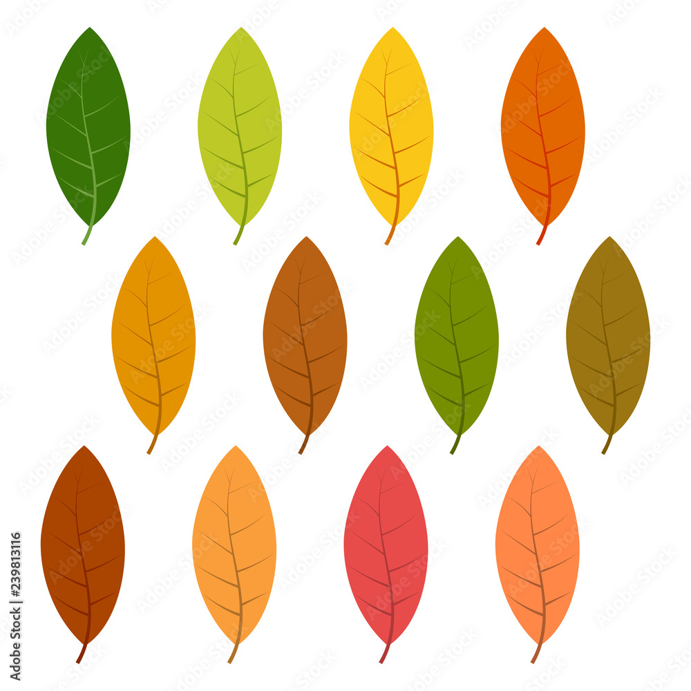 Set of twelve autumn leaves Set of twelve autumn leaves