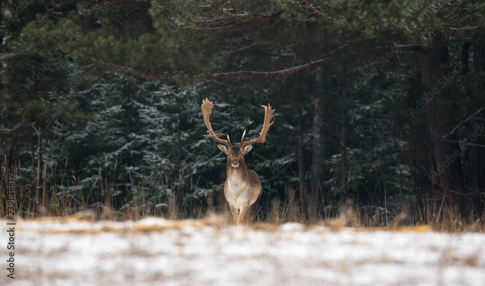 Fallow Deer Male In Winter Snow Forest. Panoramic Artistic Winter Christmas Wildlife Landscape With Daniel ( Dama Dama ).Motionless Great Stag In Winter Forest. Adult Red Deer With Huge Horns