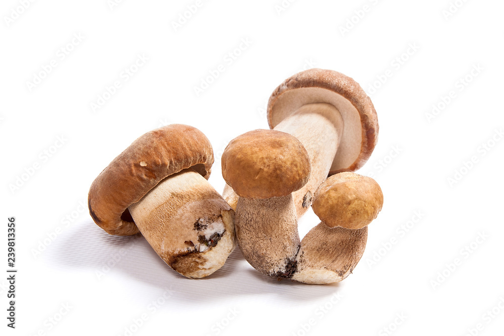 Several porcini mushrooms known as boletus edulis isolated on white background. Several porcini mushrooms known as boletus edulis isolated on white background.
