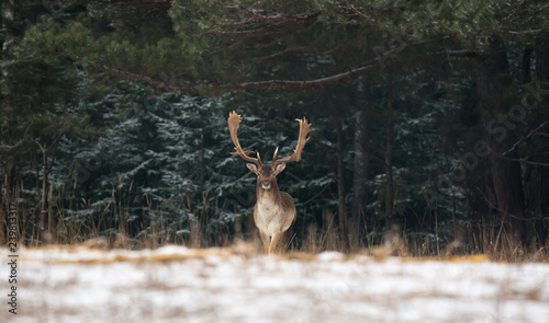 Obraz na płótnie Fallow Deer Male In Winter Snow Forest. Panoramic Artistic Winter Christmas Wildlife Landscape With Daniel ( Dama Dama ).Motionless Great Stag In Winter Forest. Adult Red Deer With Huge Horns w salonie