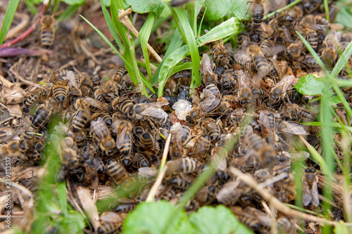 Bees and wasp swarming on honey drops in green grass..