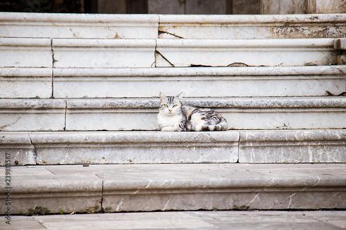 Cat with white and grey lies on steps.