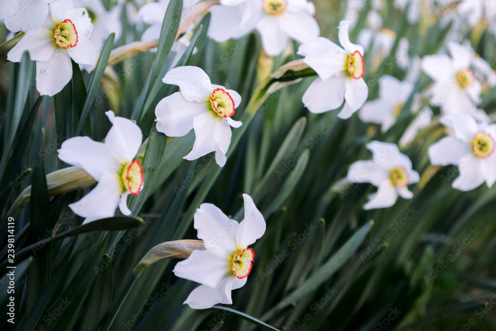 White daffodils in a garden with dark green leaves. Narcissus