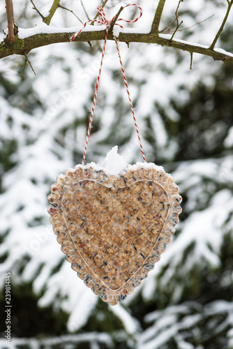 Heart shaped bird feeder hanging on the tree. Help people to animals. Copy space.